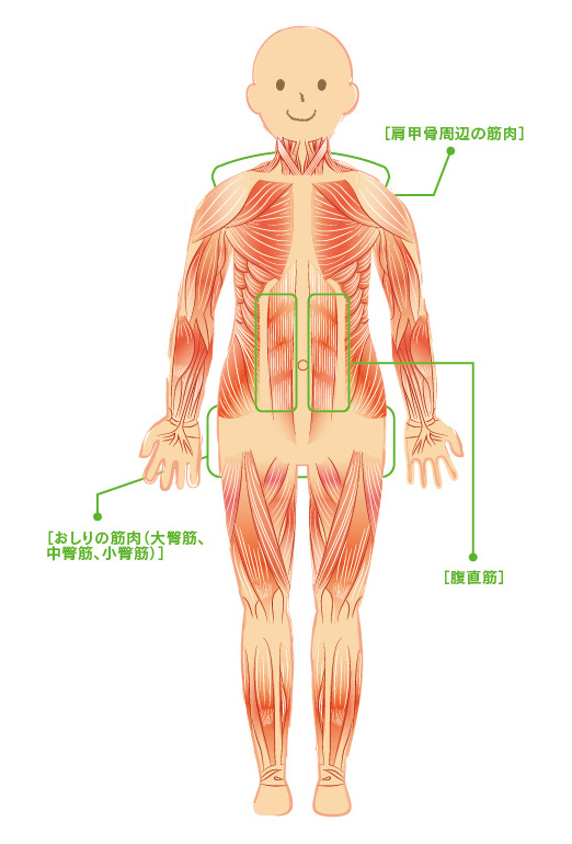 筋肉の動き、メカニズムを知ろう