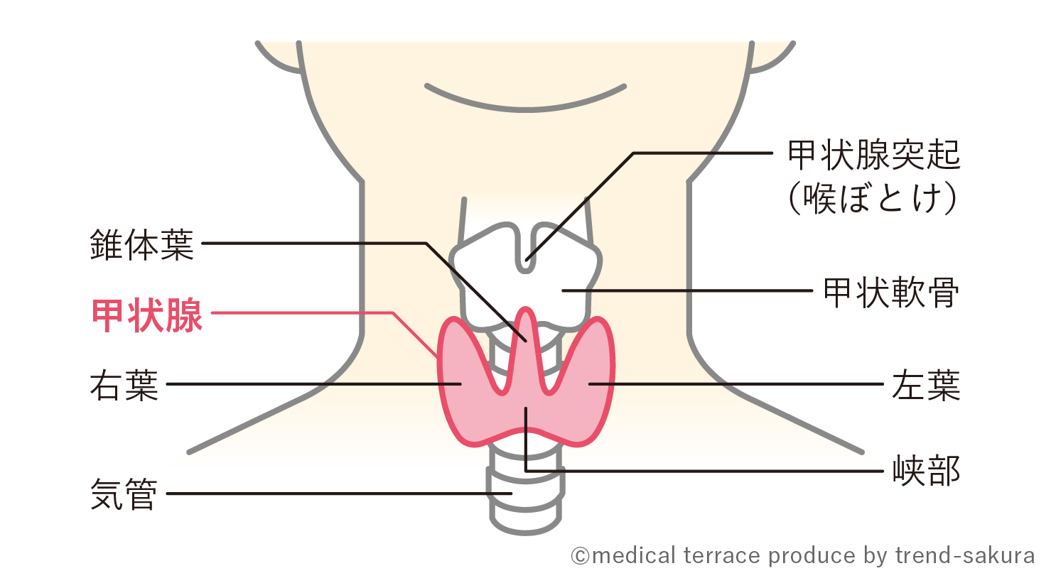 甲状腺の病気