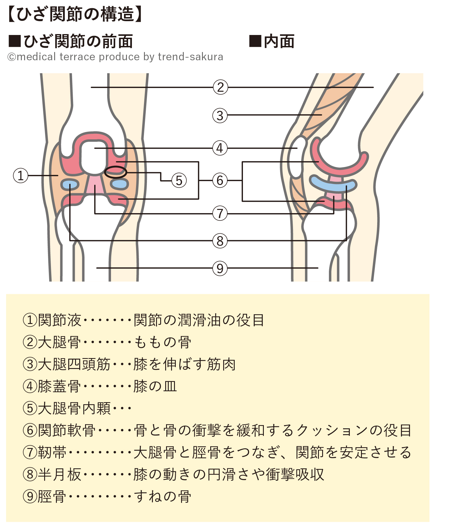 膝関節のはなし