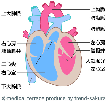 【心臓の弁】