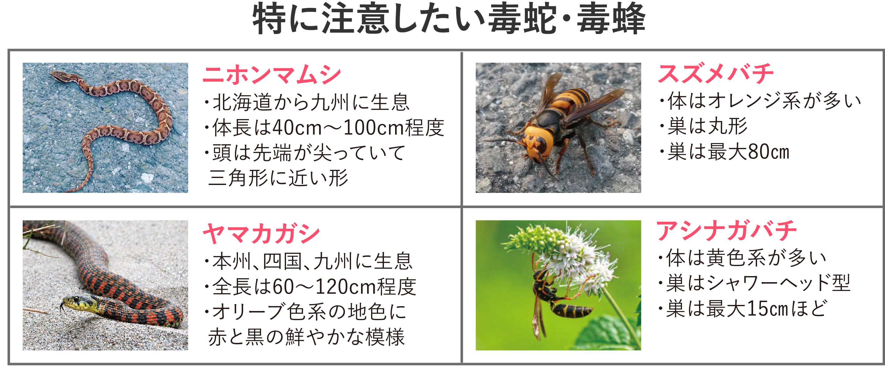 特に注意したい毒ヘビ・毒バチ