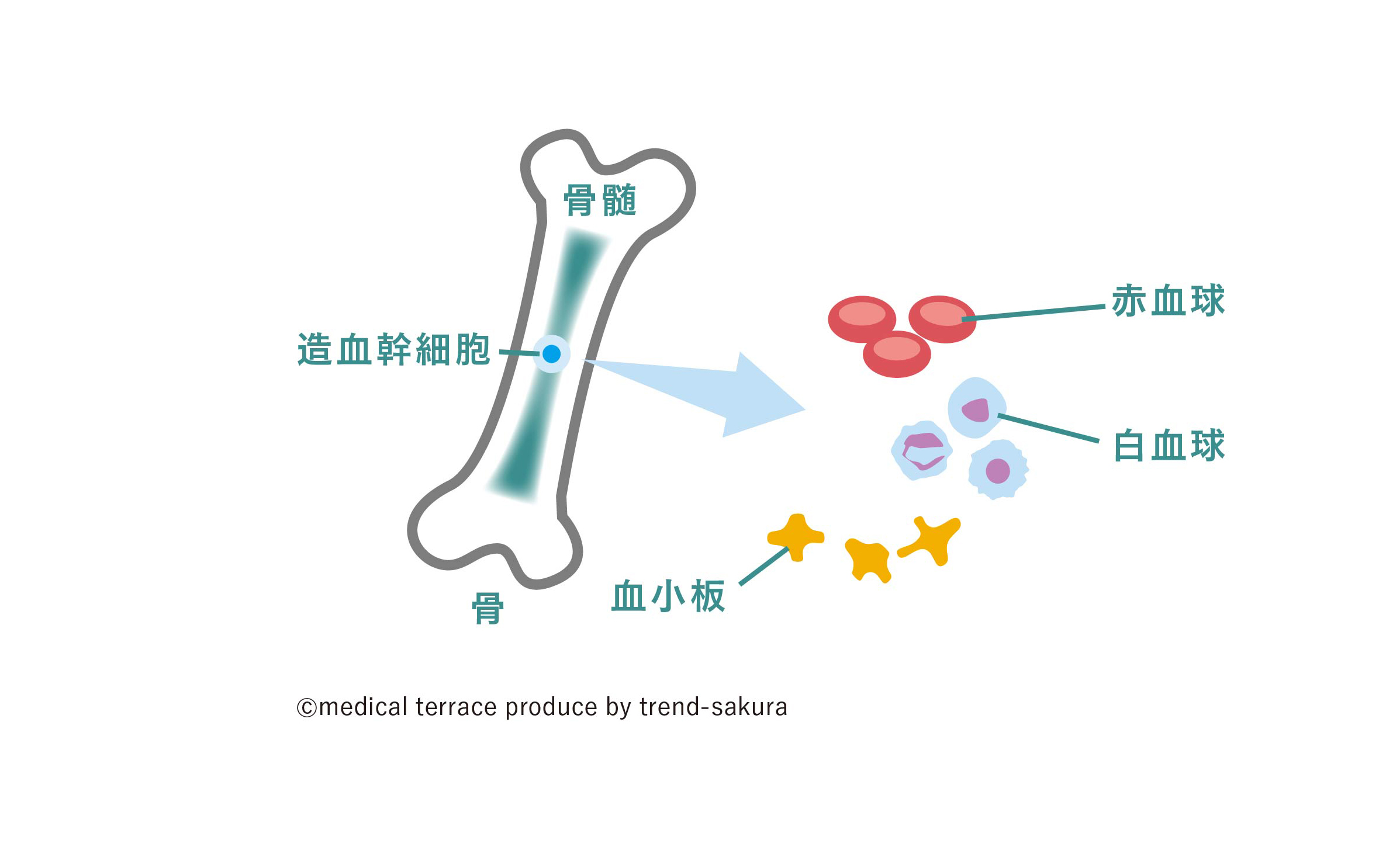【骨髄は血液細胞をつくる工場】
