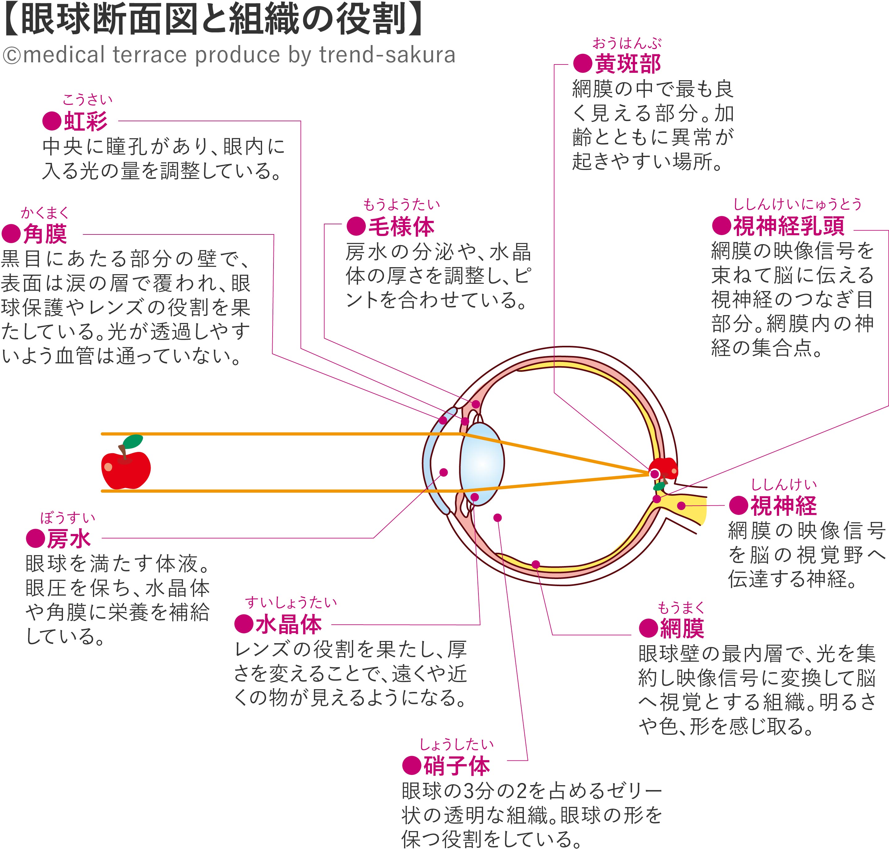 眼球断面図と組織の役割