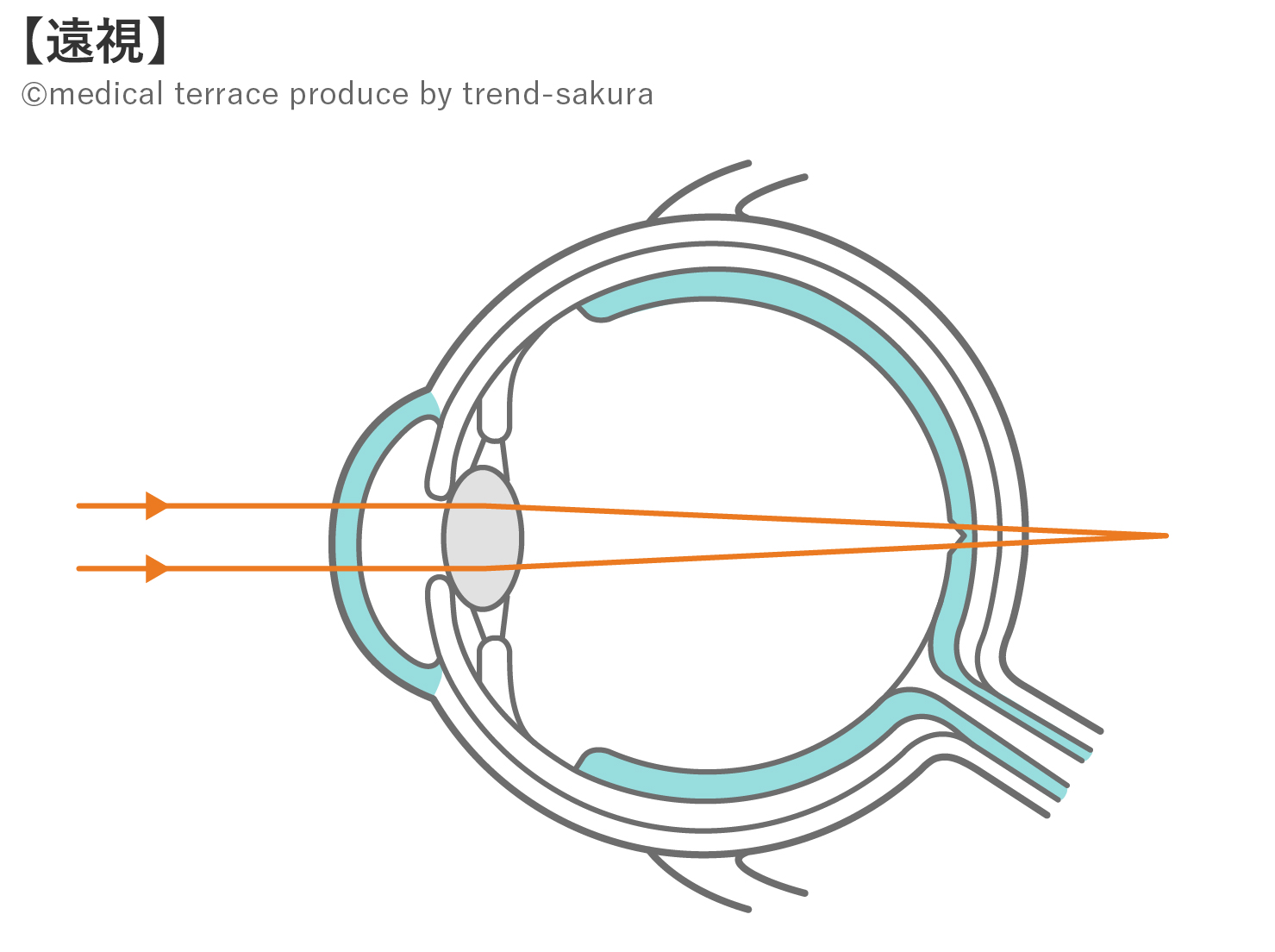 眼球断面図と組織の役割
