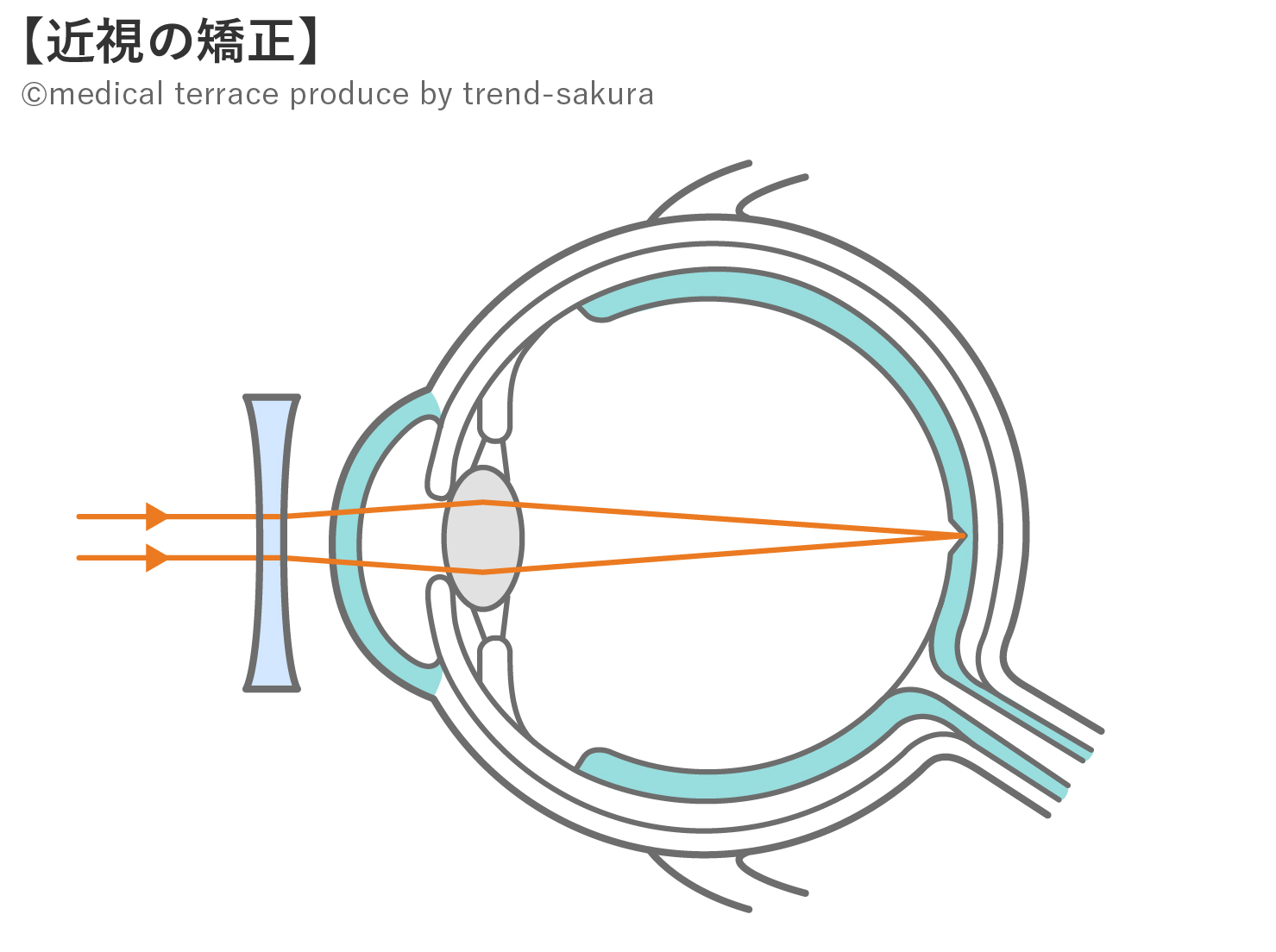 眼球断面図と組織の役割